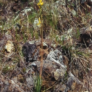 Bulbine glauca at Banks, ACT - 23 Sep 2000