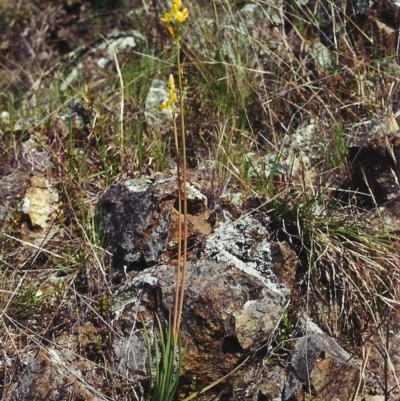 Bulbine glauca (Rock Lily) at Rob Roy Range - 22 Sep 2000 by michaelb