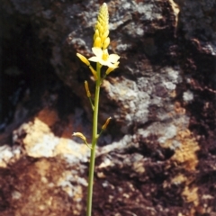 Bulbine glauca at Banks, ACT - 23 Sep 2000