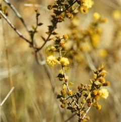 Acacia gunnii (Ploughshare Wattle) at Conder, ACT - 4 Aug 1999 by michaelb