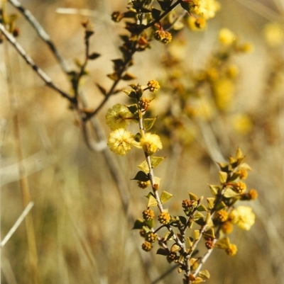 Acacia gunnii (Ploughshare Wattle) at Tuggeranong Hill - 4 Aug 1999 by michaelb