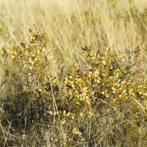 Acacia gunnii at Conder, ACT - 5 Aug 1999