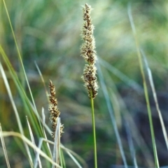 Carex appressa (Tall Sedge) at Rob Roy Range - 22 Sep 2000 by michaelb