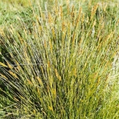 Carex appressa (Tall Sedge) at Conder, ACT - 31 Oct 1999 by michaelb