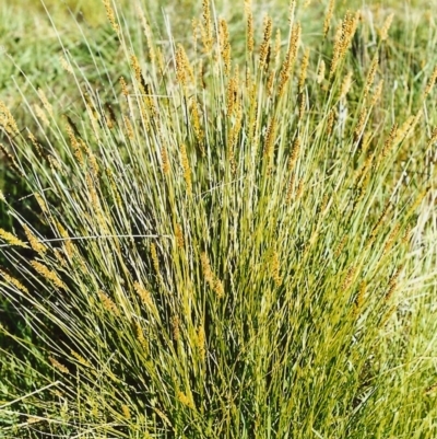 Carex appressa (Tall Sedge) at Tuggeranong Hill - 31 Oct 1999 by michaelb