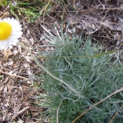 Leucochrysum albicans subsp. tricolor (Hoary Sunray) at ANU Liversidge Precinct - 15 Sep 2014 by TimYiu