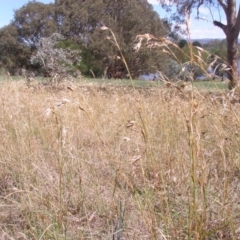 Themeda triandra (Kangaroo Grass) at Acton, ACT - 14 Sep 2014 by TimYiu