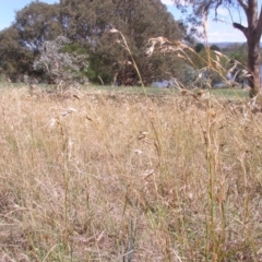 Themeda triandra (Kangaroo Grass) at Acton, ACT - 15 Sep 2014 by TimYiu