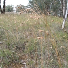 Themeda triandra at Acton, ACT - 15 Sep 2014 12:00 AM