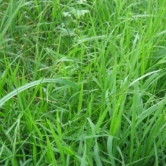 Microlaena stipoides (Weeping Grass) at Australian National University - 14 Sep 2014 by TimYiu