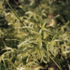 Clematis leptophylla (Small-leaf Clematis, Old Man's Beard) at Theodore, ACT - 13 Sep 2014 by MichaelBedingfield