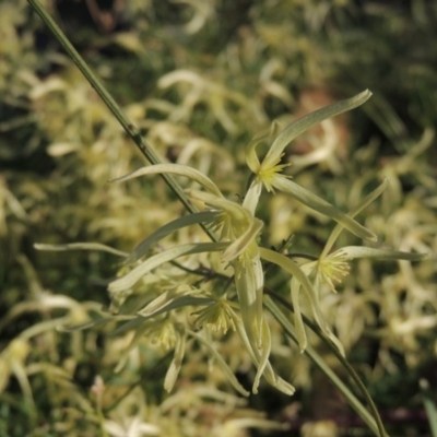 Clematis leptophylla (Small-leaf Clematis, Old Man's Beard) at Theodore, ACT - 13 Sep 2014 by michaelb