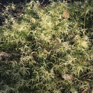 Clematis leptophylla at Theodore, ACT - 13 Sep 2014