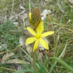 Bulbine bulbosa (Golden Lily) at Wanniassa, ACT - 12 Sep 2014 by JoshMulvaney