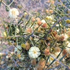 Acacia ulicifolia (Prickly Moses) at Tuggeranong Hill - 13 Sep 2014 by michaelb