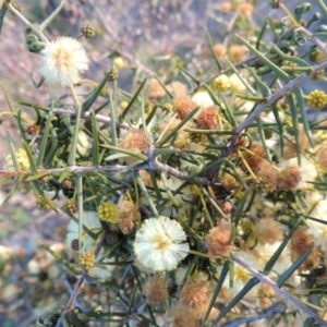 Acacia ulicifolia at Theodore, ACT - 13 Sep 2014