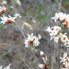 Cryptandra speciosa subsp. speciosa (Silky Cryptandra) at Theodore, ACT - 13 Sep 2014 by michaelb