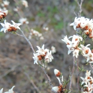 Cryptandra speciosa subsp. speciosa at Theodore, ACT - 13 Sep 2014 06:21 PM