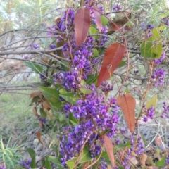 Hardenbergia violacea (False Sarsaparilla) at Tuggeranong Hill - 13 Sep 2014 by michaelb