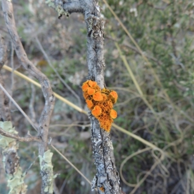 Teloschistes sp. (genus) (A lichen) at Tuggeranong Hill - 13 Sep 2014 by michaelb