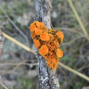 Teloschistes sp. (genus) at Theodore, ACT - 13 Sep 2014