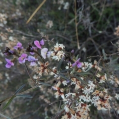 Glycine clandestina (Twining Glycine) at Tuggeranong Hill - 13 Sep 2014 by michaelb