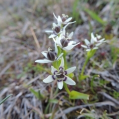 Wurmbea dioica subsp. dioica (Early Nancy) at Theodore, ACT - 13 Sep 2014 by MichaelBedingfield