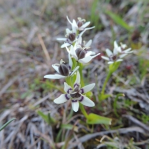 Wurmbea dioica subsp. dioica at Theodore, ACT - 13 Sep 2014 06:31 PM