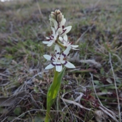 Wurmbea dioica subsp. dioica at Theodore, ACT - 13 Sep 2014