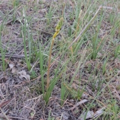 Bulbine bulbosa (Golden Lily, Bulbine Lily) at Theodore, ACT - 13 Sep 2014 by MichaelBedingfield