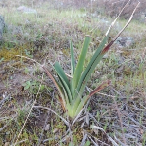 Dianella sp. aff. longifolia (Benambra) at Theodore, ACT - 13 Sep 2014 06:40 PM