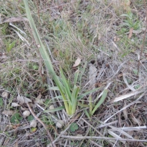 Dianella sp. aff. longifolia (Benambra) at Theodore, ACT - 13 Sep 2014