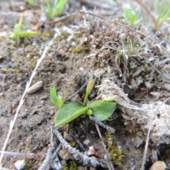 Ophioglossum lusitanicum subsp. coriaceum (Austral Adder's Tongue) at Tuggeranong Hill - 13 Sep 2014 by michaelb