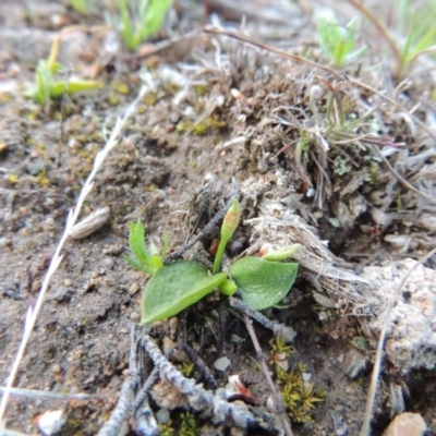 Ophioglossum lusitanicum (Adder's Tongue) at Theodore, ACT - 13 Sep 2014 by michaelb