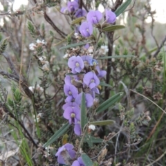 Hovea heterophylla (Common Hovea) at Theodore, ACT - 13 Sep 2014 by MichaelBedingfield