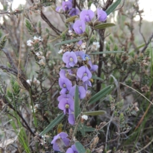 Hovea heterophylla at Theodore, ACT - 13 Sep 2014