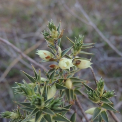 Melichrus urceolatus (Urn Heath) at Theodore, ACT - 13 Sep 2014 by MichaelBedingfield