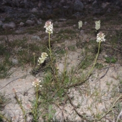 Stackhousia monogyna (Creamy Candles) at Theodore, ACT - 13 Sep 2014 by MichaelBedingfield