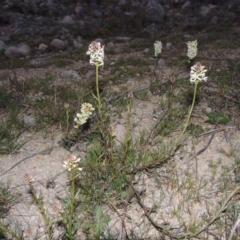 Stackhousia monogyna (Creamy Candles) at Theodore, ACT - 13 Sep 2014 by michaelb