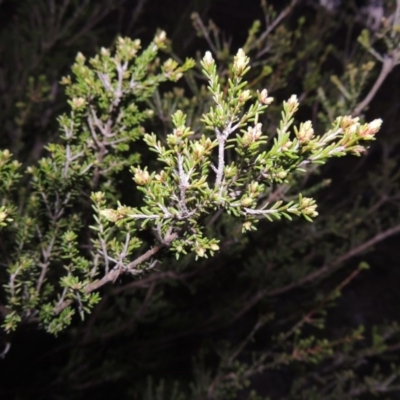 Calytrix tetragona (Common Fringe-myrtle) at Theodore, ACT - 13 Sep 2014 by MichaelBedingfield