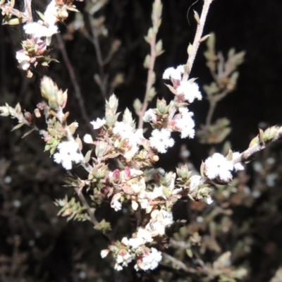 Styphelia attenuatus (Small-leaved Beard Heath) at Theodore, ACT - 13 Sep 2014 by michaelb