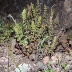 Cheilanthes distans (Bristly Cloak Fern) at Tuggeranong Hill - 13 Sep 2014 by michaelb