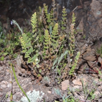 Cheilanthes distans (Bristly Cloak Fern) at Theodore, ACT - 13 Sep 2014 by MichaelBedingfield