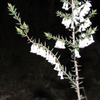 Leucopogon fletcheri subsp. brevisepalus (Twin Flower Beard-Heath) at Banks, ACT - 15 Sep 2014 by michaelb