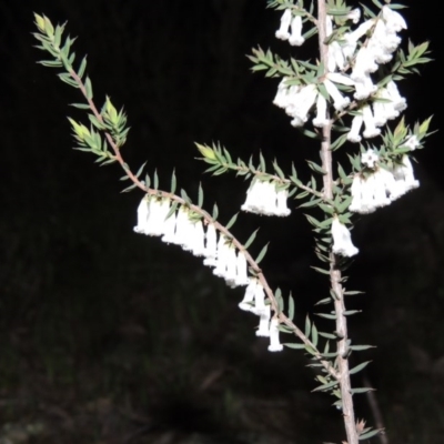 Leucopogon fletcheri subsp. brevisepalus (Twin Flower Beard-Heath) at Rob Roy Range - 15 Sep 2014 by michaelb