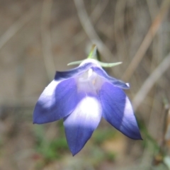 Wahlenbergia capillaris (Tufted Bluebell) at Banks, ACT - 15 Sep 2014 by MichaelBedingfield