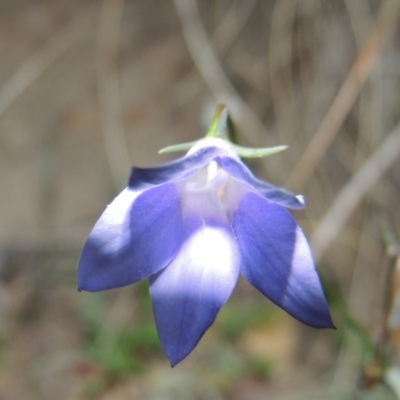 Wahlenbergia capillaris (Tufted Bluebell) at Banks, ACT - 15 Sep 2014 by michaelb