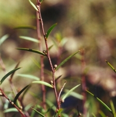 Acacia siculiformis (Dagger Wattle) at Tuggeranong Hill - 4 May 2000 by michaelb