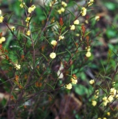 Acacia siculiformis (Dagger Wattle) at Conder, ACT - 27 Sep 2000 by MichaelBedingfield