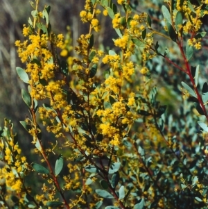 Acacia buxifolia subsp. buxifolia at Theodore, ACT - 26 Sep 2001